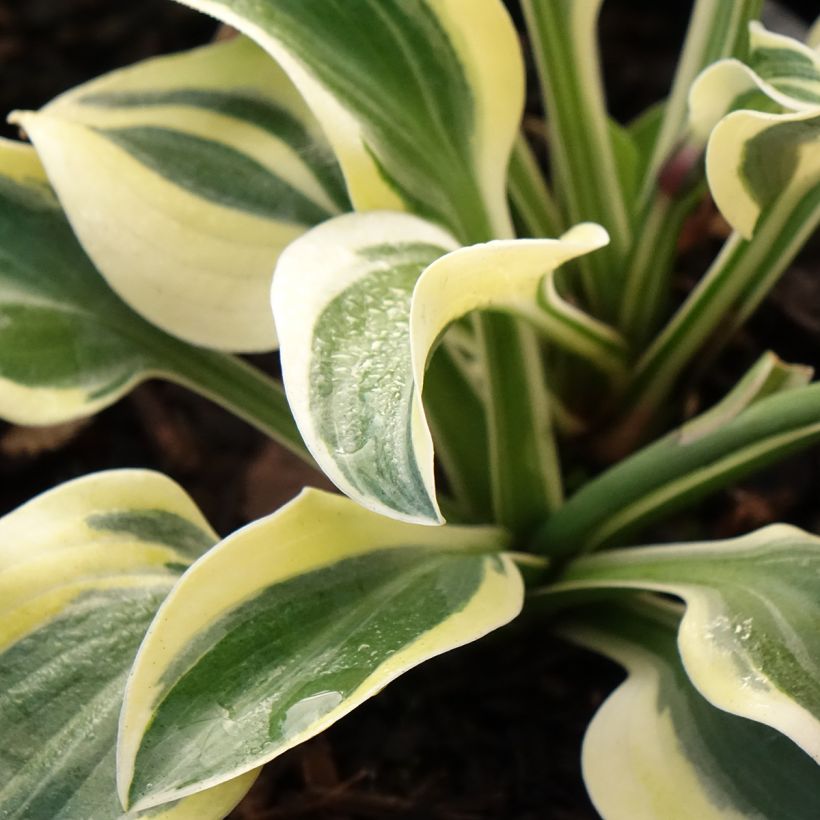 Hosta Frosted Mouse Ears (Feuillage)