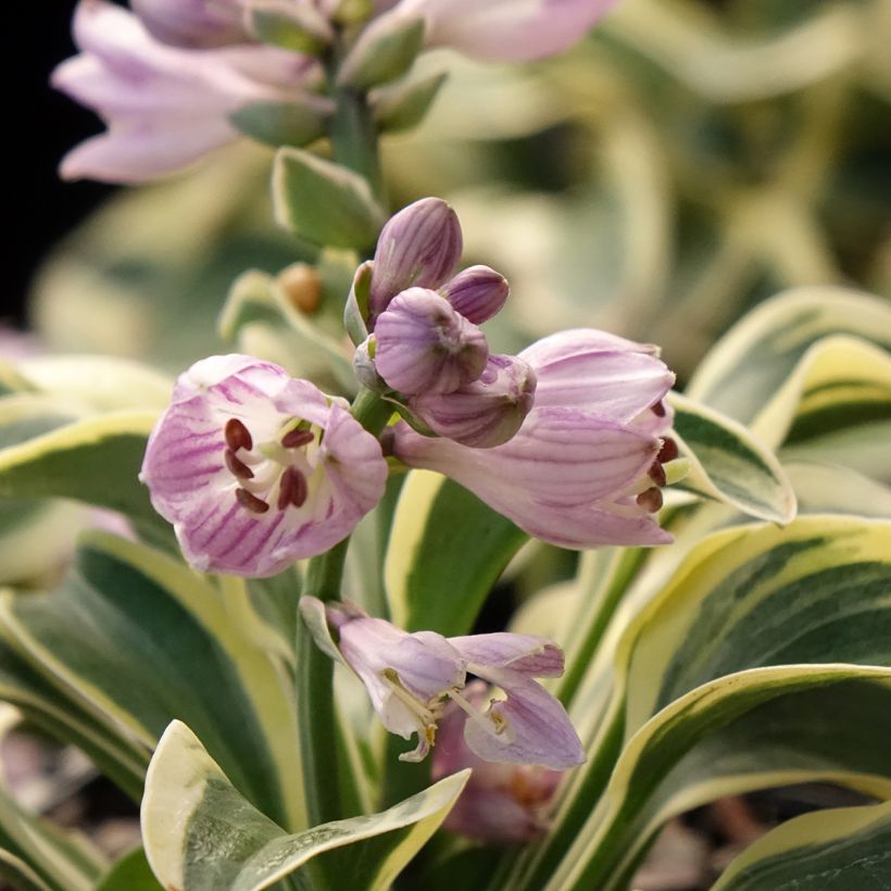 Hosta Frosted Mouse Ears (Floraison)