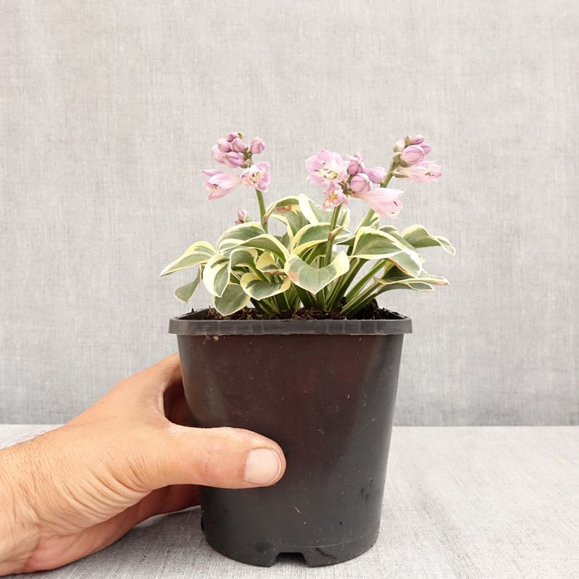 Spécimen de Hosta Frosted Mouse Ears Pot de 1,5L/2L tel que livré en été
