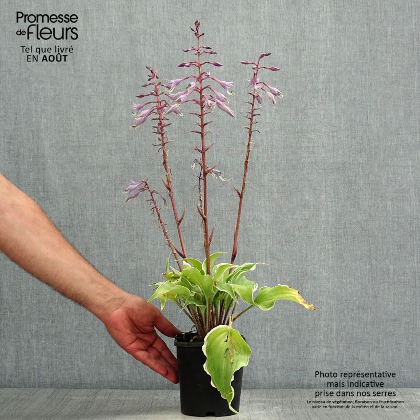 Spécimen de Hosta Frosted Raspberry tel que livré en ete