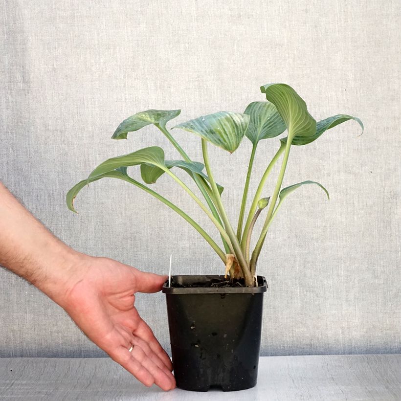 Spécimen de Hosta Goldbrook Glimmer Pot de 1,5L/2L tel que livré en été