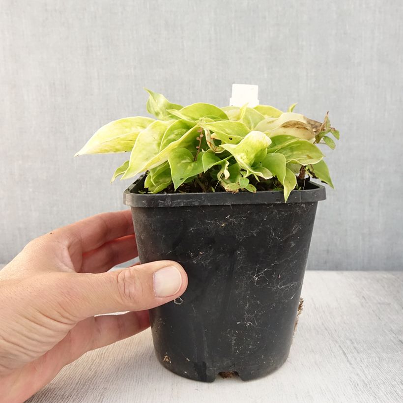 Spécimen de Hosta Golden Needles Pot de 1,5L/2L tel que livré en été