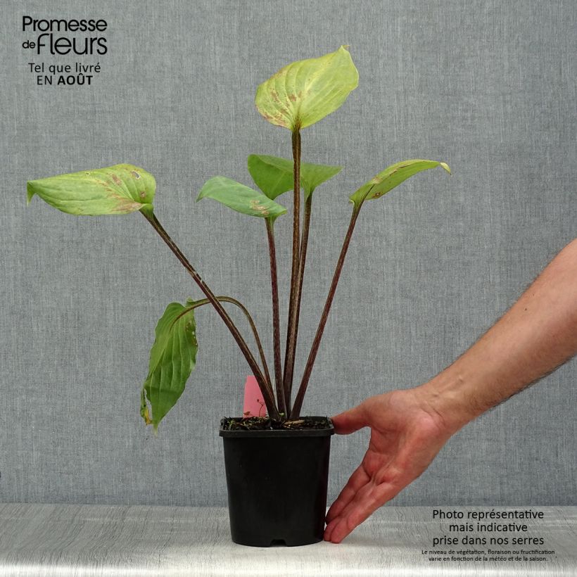Spécimen de Hosta Gooseberry Sundae Pot de 1,5L/2L tel que livré en été