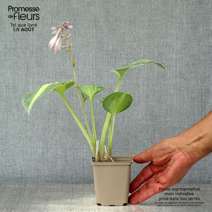 Spécimen de Hosta Grand Marquee Godet de 8/9 cm tel que livré en été