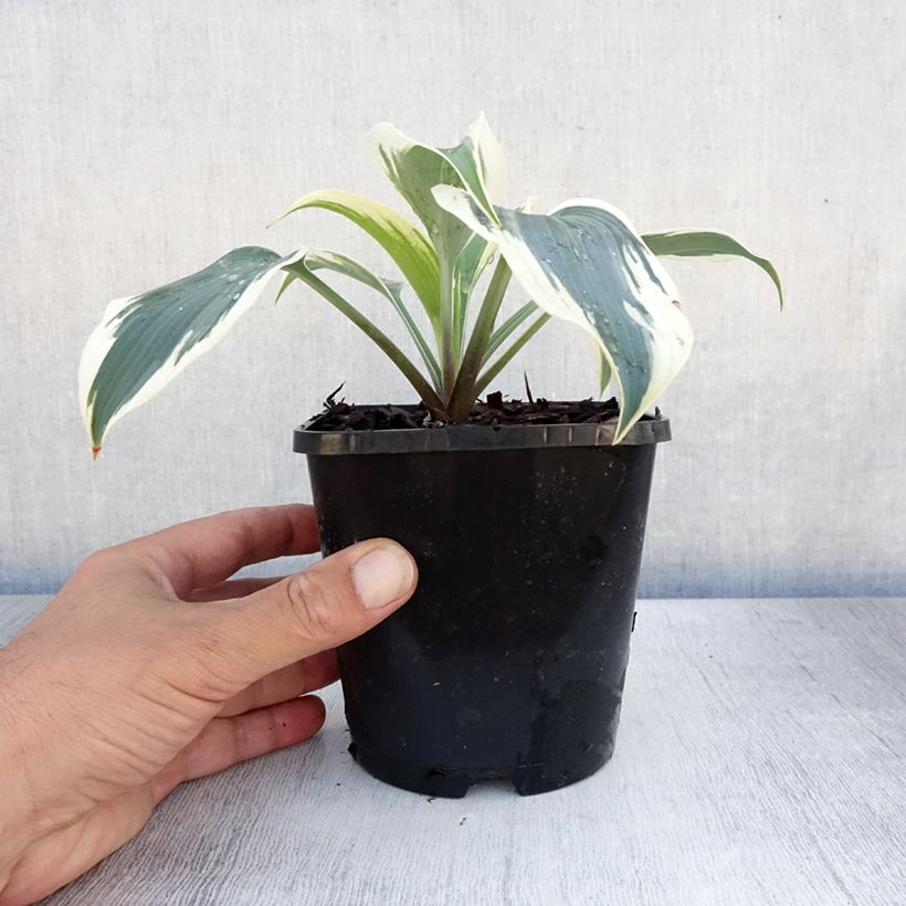 Spécimen de Hosta Great Escape Pot de 1,5L/2L tel que livré en été