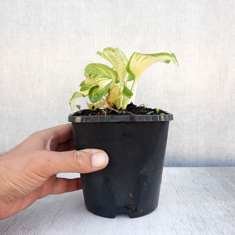 Spécimen de Hosta Great Expectations Pot de 1,5L/2L tel que livré en été