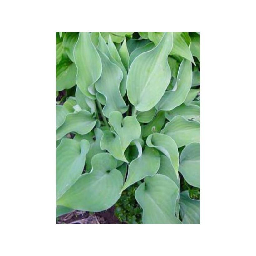 Hosta Grey Beauty (Feuillage)