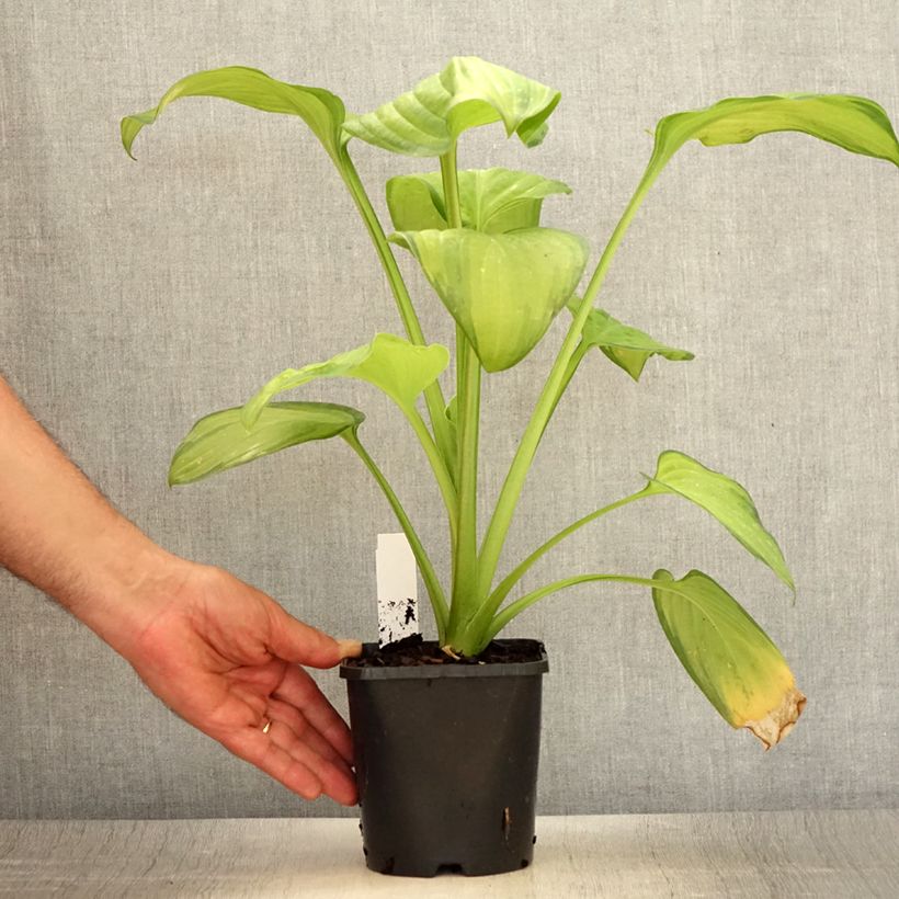 Spécimen de Hosta Guacamole Pot de 1,5L/2L tel que livré en été