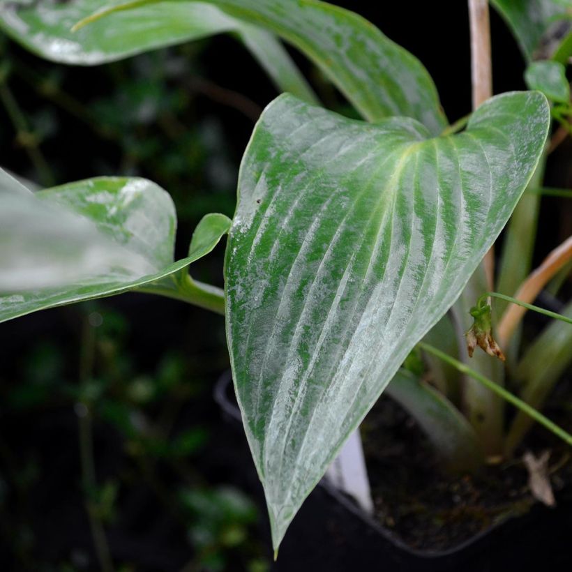 Hosta tardiana Halcyon - Hosta bleu (Feuillage)