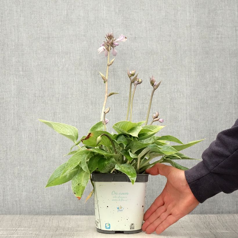 Spécimen de Hosta tardiana Halcyon - Hosta bleu Pot de 1,5L/2L tel que livré en été