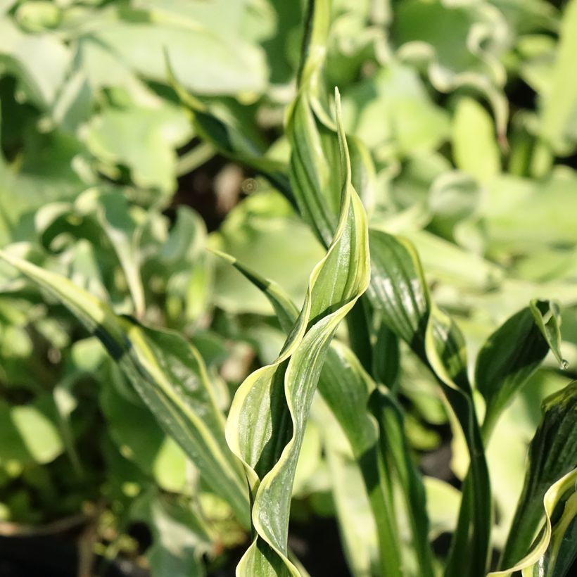 Hosta Hands Up (Feuillage)