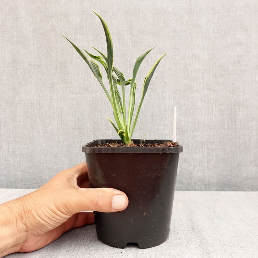 Spécimen de Hosta Hands Up Pot de 1,5L/2L tel que livré en été