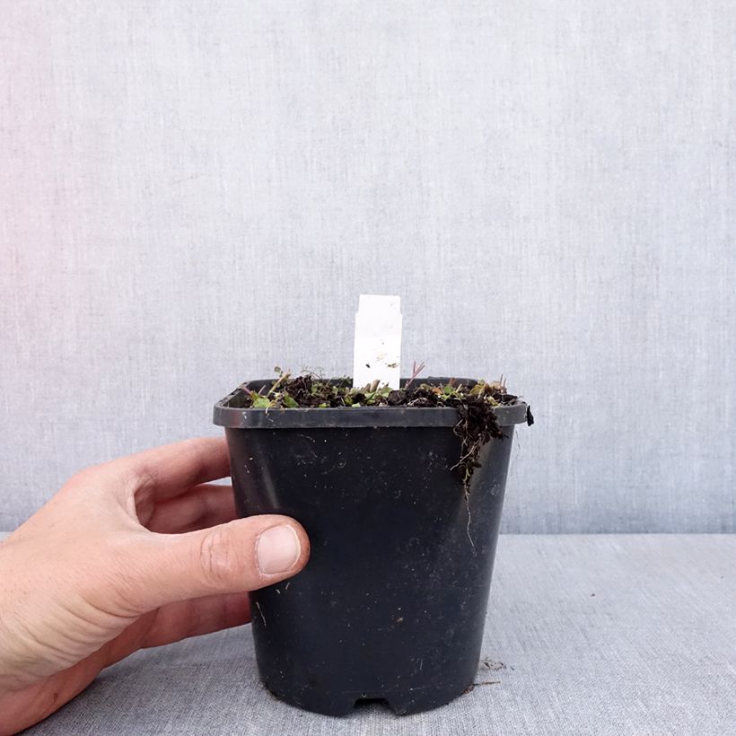 Spécimen de Hosta Hands Up - Pot de 1,5L/2L tel que livré au printemps