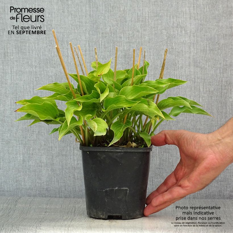 Spécimen de Hosta Harry Van Trier Pot de 1,5L/2L tel que livré en été