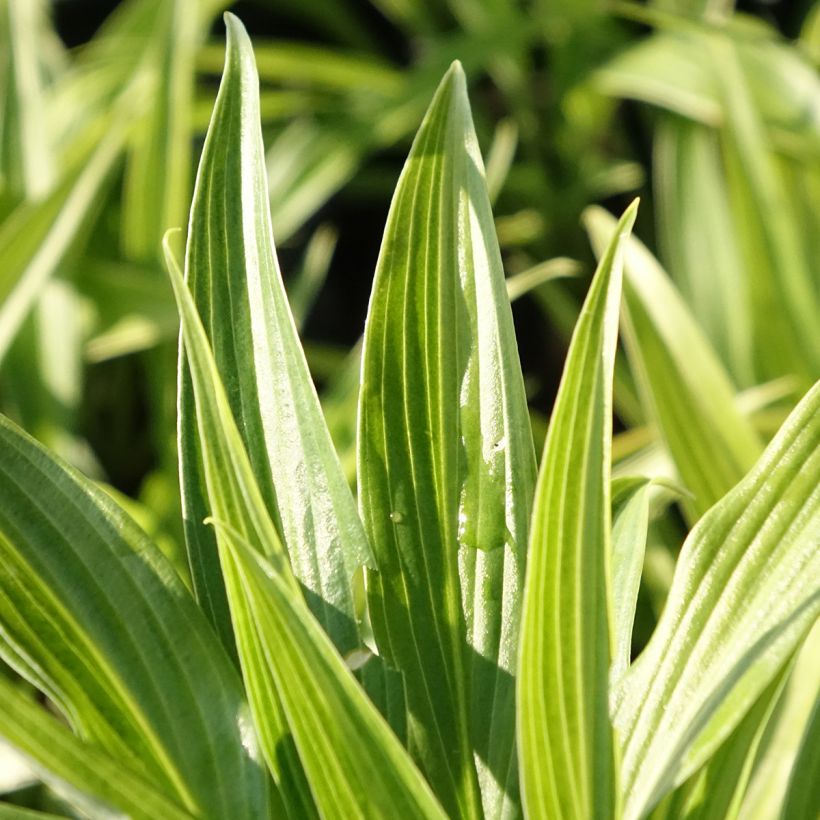 Hosta Hyuga Urajiro (Feuillage)