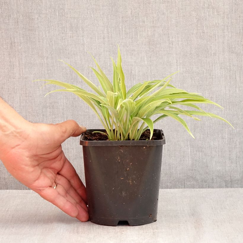 Spécimen de Hosta Hyuga Urajiro Pot de 1,5L/2L tel que livré en été