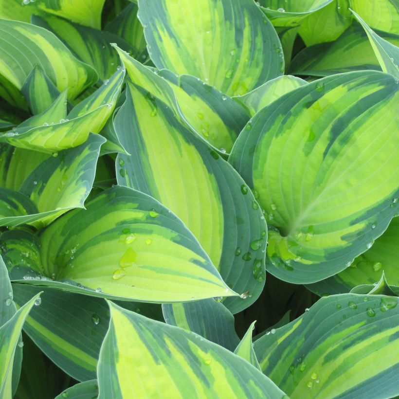 Hosta June (Feuillage)