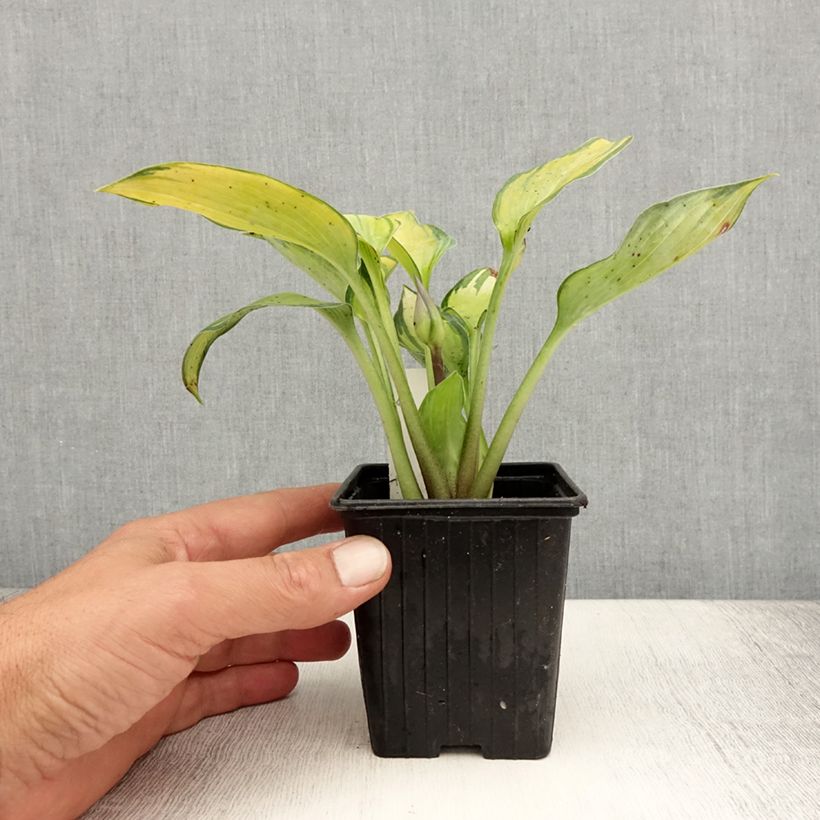 Spécimen de Hosta June Godet de 8/9 cm tel que livré en été