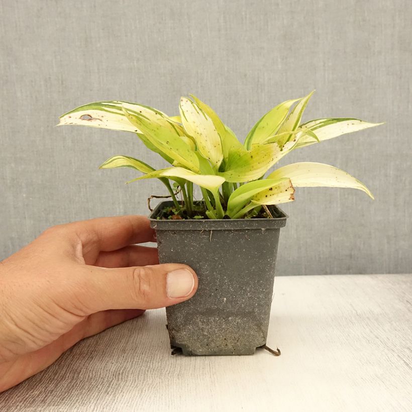Spécimen de Hosta June Fever Godet de 8/9 cm tel que livré en été