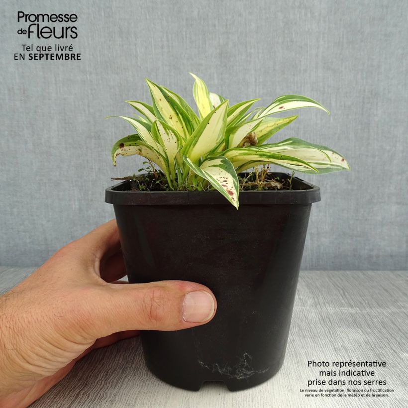 Spécimen de Hosta June Fever Pot de 1,5L/2L tel que livré en été