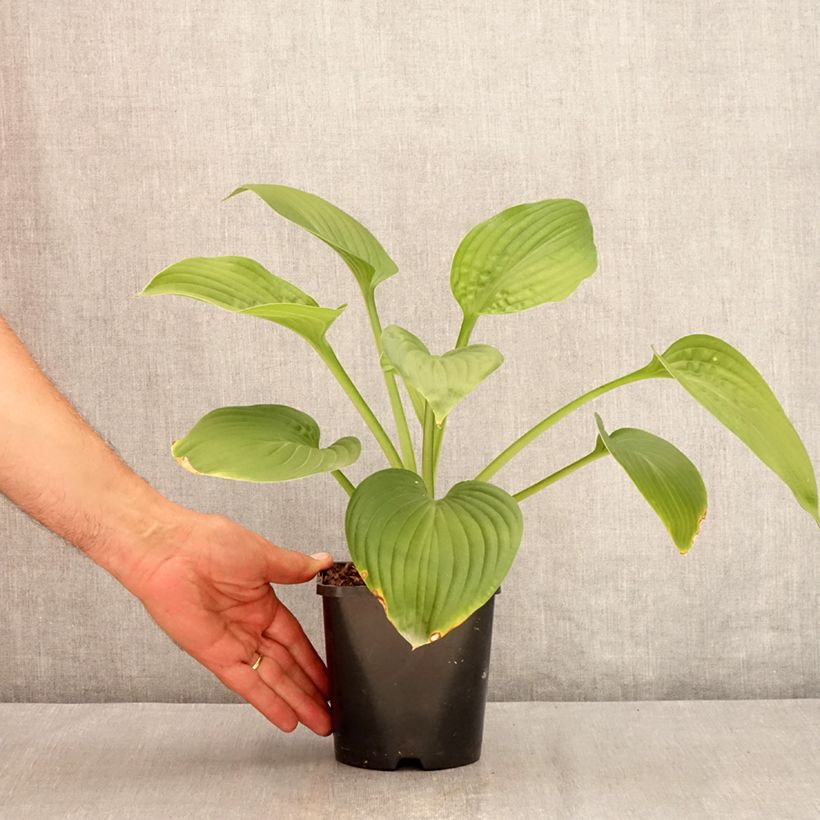 Spécimen de Hosta Jurassic Park - Hosta géant Pot de 1,5L/2L tel que livré en été