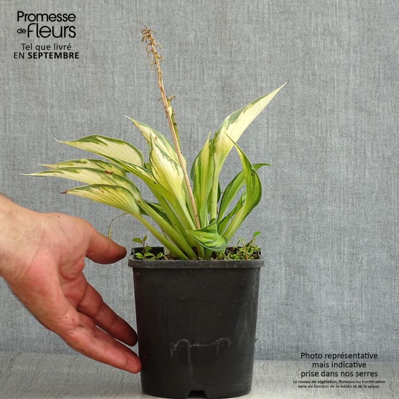 Spécimen de Hosta Justine Pot de 1,5L/2L tel que livré en été