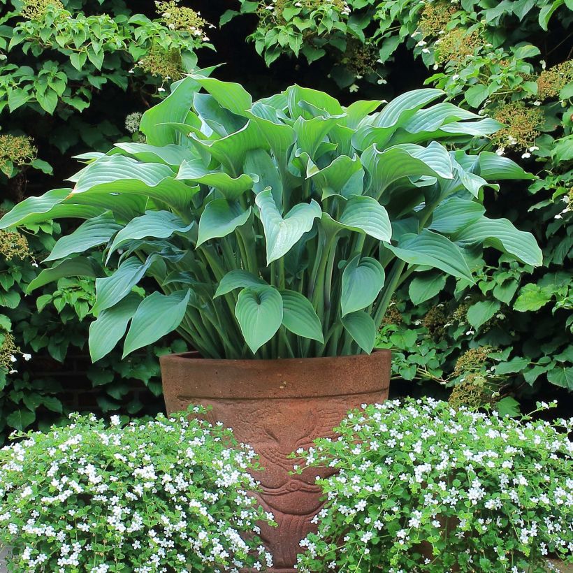 Hosta Krossa Regal (Port)