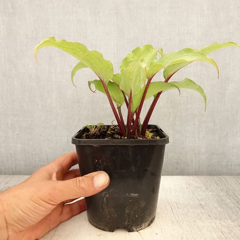 Spécimen de Hosta Lady in Red Pot de 1,5L/2L tel que livré en été