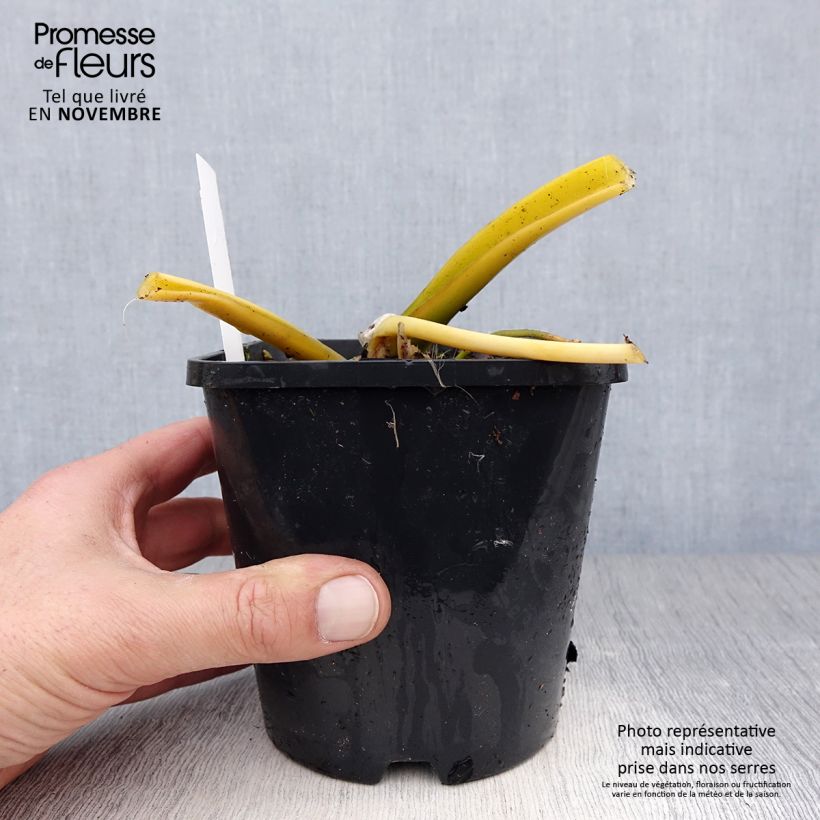 Spécimen de Hosta Lakeside Maverick Pot de 1,5L/2L tel que livré en automne