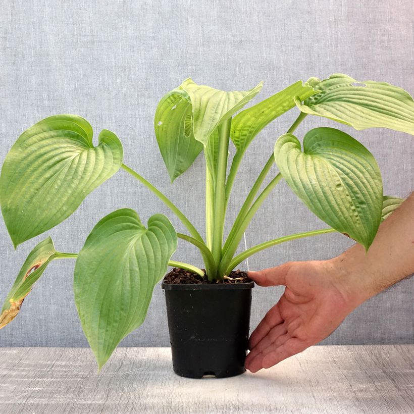 Spécimen de Hosta Lakeside Maverick Pot de 1,5L/2L tel que livré en été