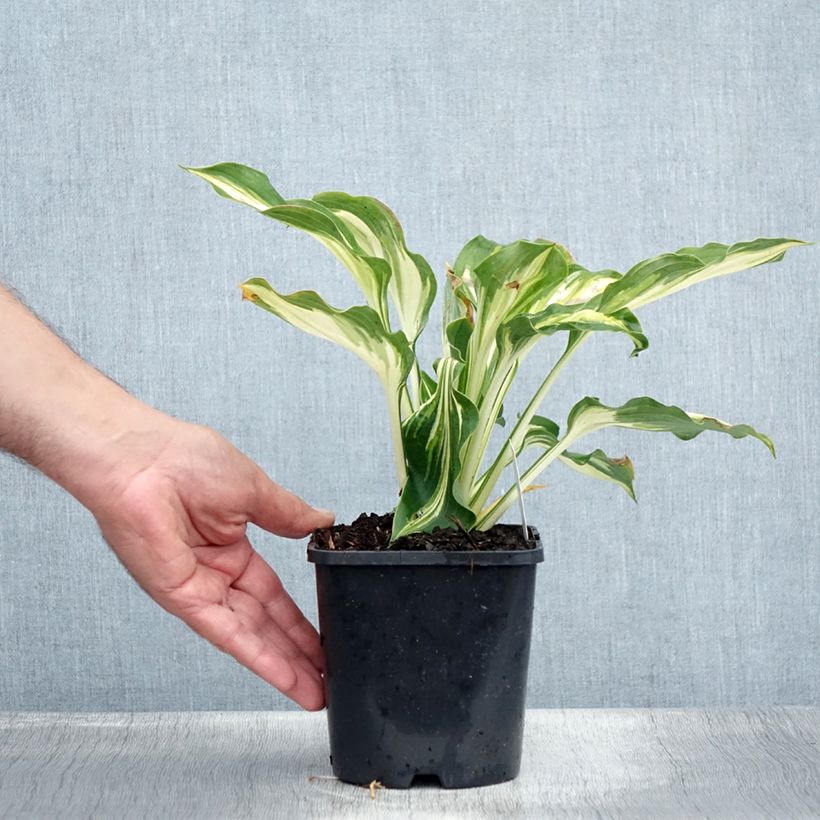 Spécimen de Hosta Lakeside Paisley Print Pot de 1,5L/2L tel que livré en été