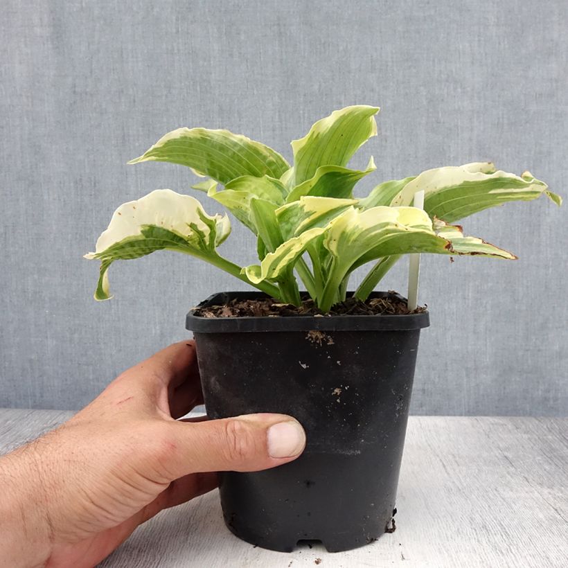 Spécimen de Hosta Lakeside Prophecy Fulfilled Pot de 1,5L/2L tel que livré en été