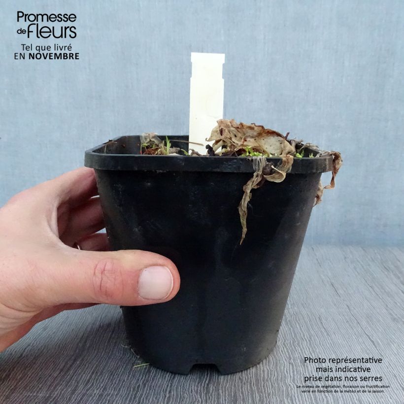 Spécimen de Hosta Let's Twist Again Pot de 1,5L/2L tel que livré en automne