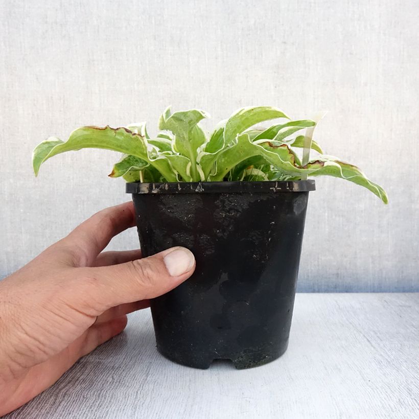 Spécimen de Hosta Let's Twist Again Pot de 1,5L/2L tel que livré en été