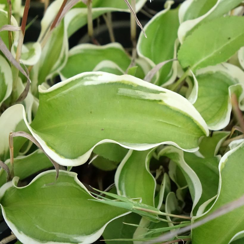 Hosta Let's Twist Again (Feuillage)
