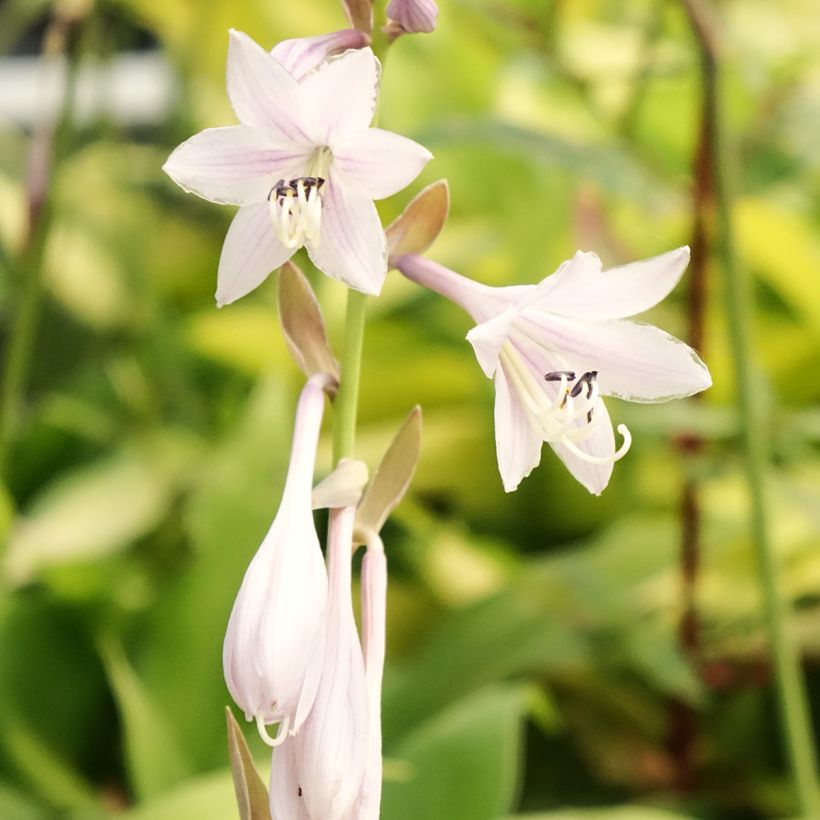Hosta Liberty (Floraison)