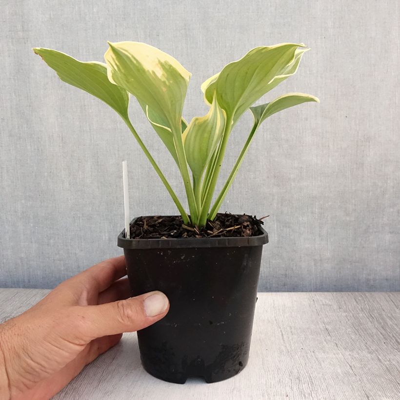 Spécimen de Hosta Liberty Pot de 1,5L/2L tel que livré en été