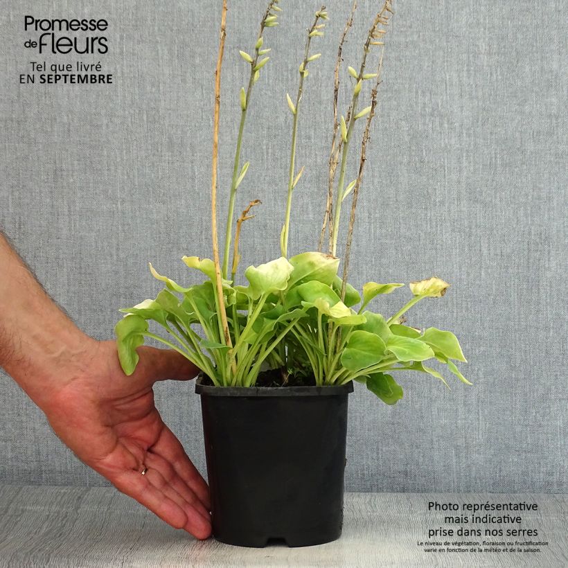Spécimen de Hosta Limey Lisa Pot de 1,5L/2L tel que livré en été