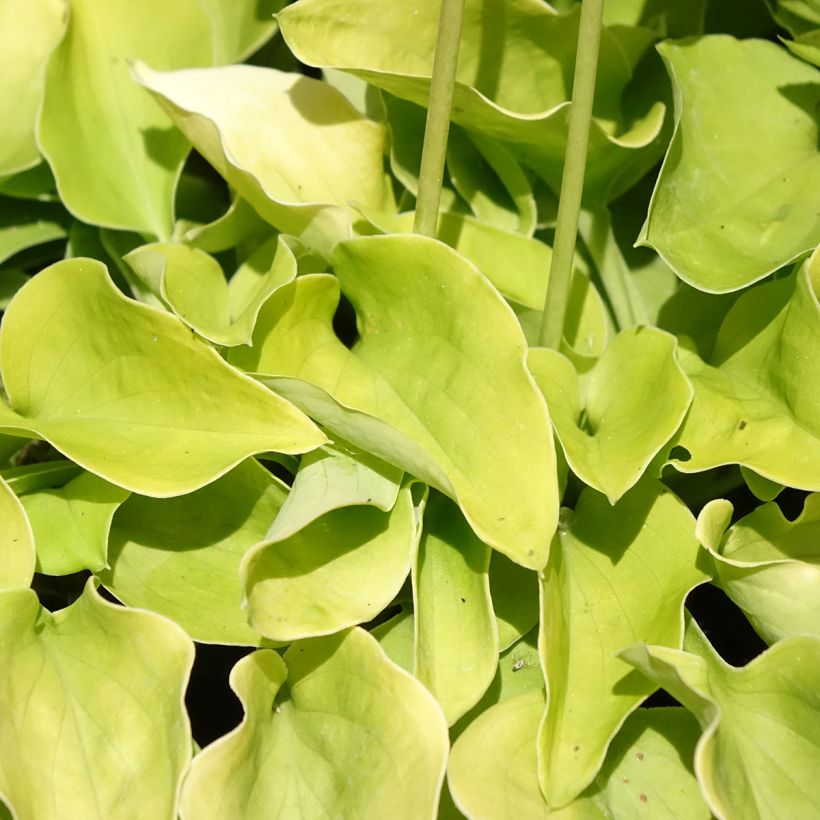 Hosta Limey Lisa (Feuillage)