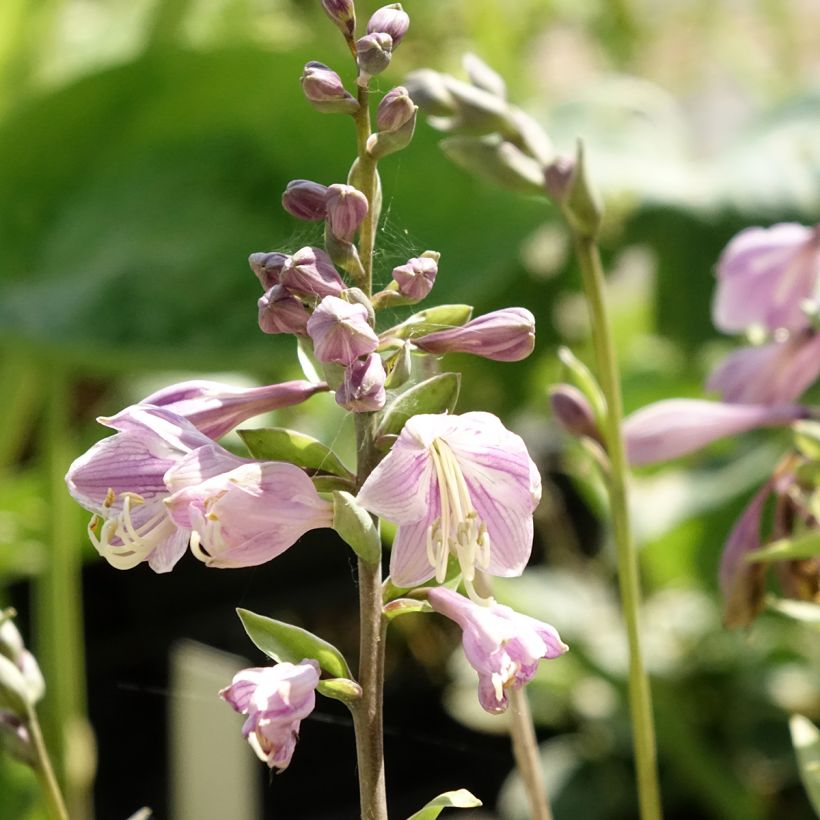 Hosta Limey Lisa (Floraison)