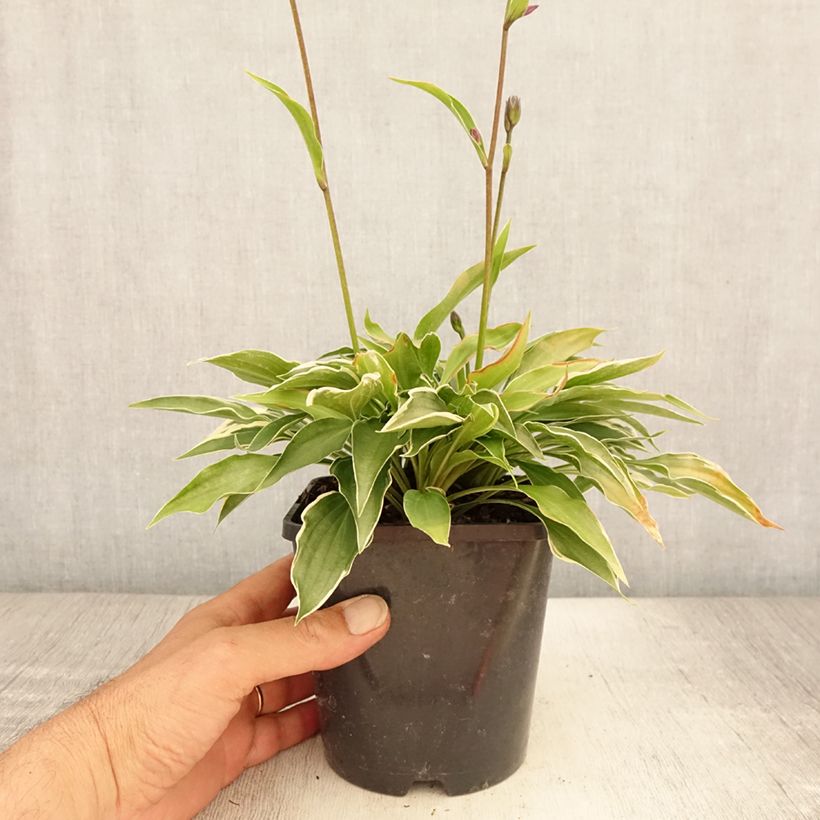 Spécimen de Hosta Little Devil Pot de 1,5L/2L tel que livré en été