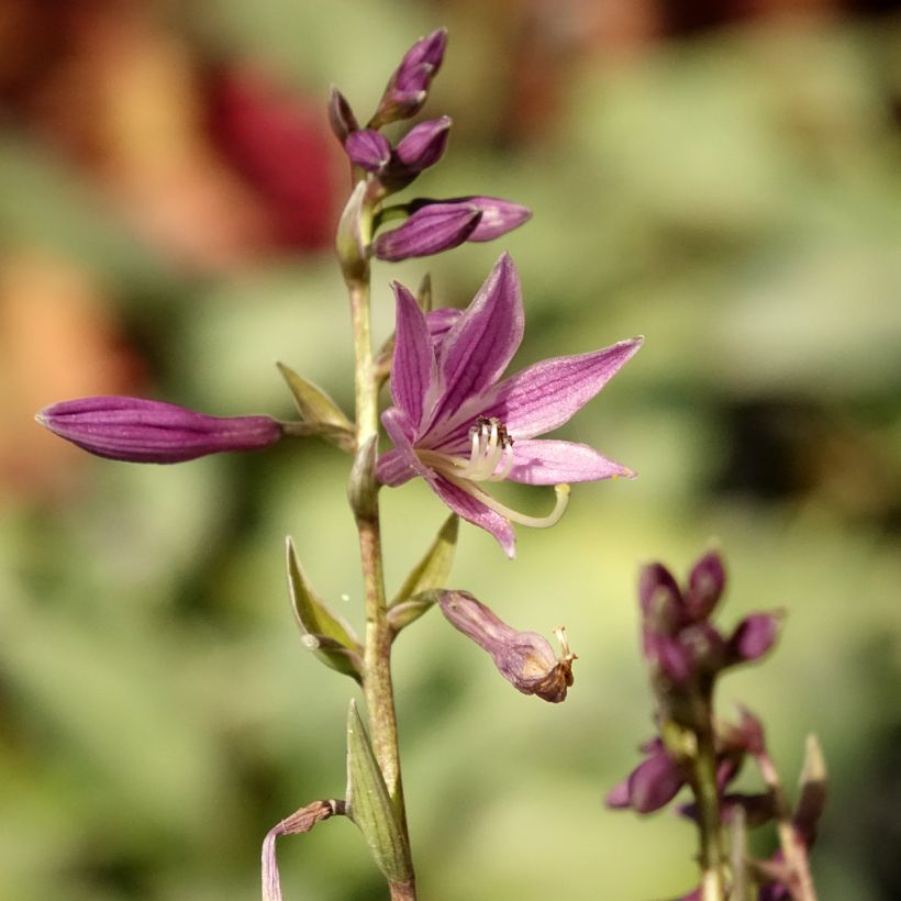 Hosta Little Devil (Floraison)