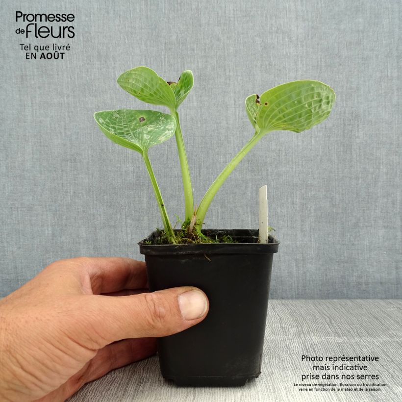 Spécimen de Hosta Love Pat Godet de 8/9 cm tel que livré en été