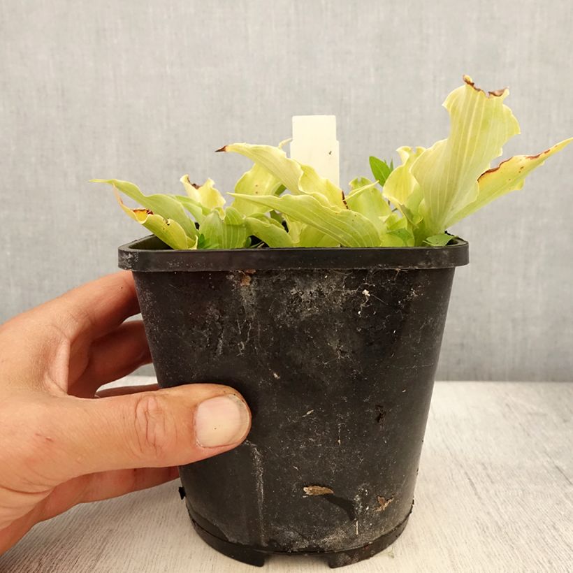 Spécimen de Hosta Marilyn Monroe Pot de 1,5L/2L tel que livré en été