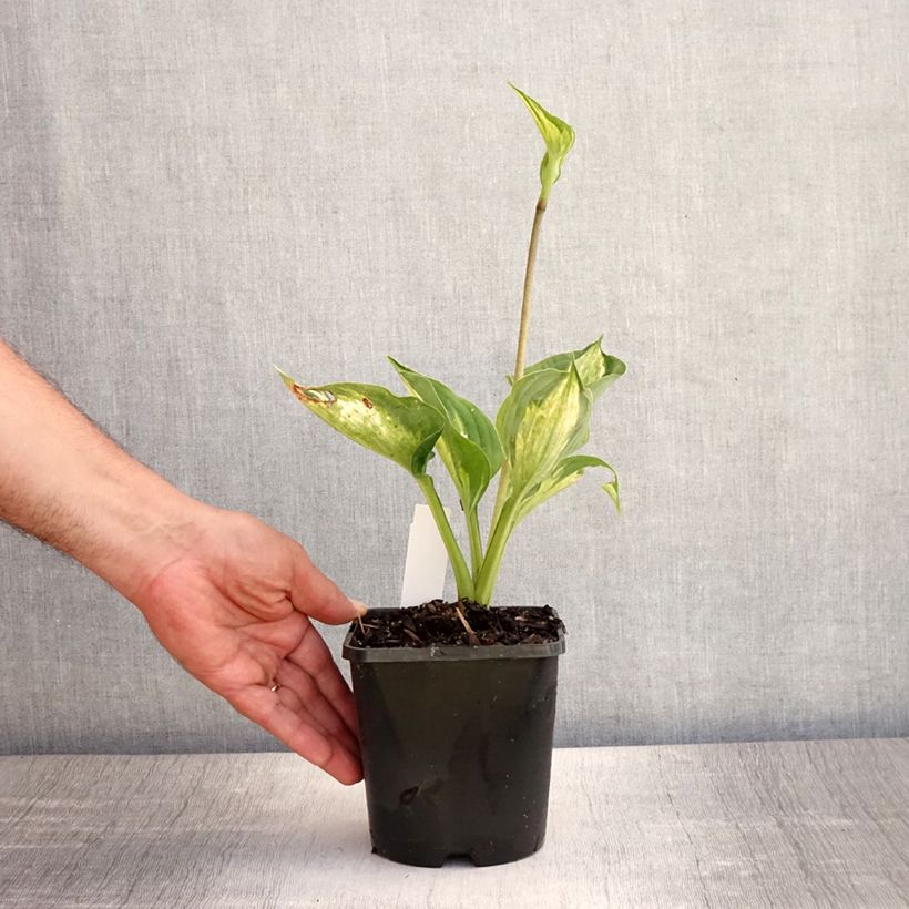 Spécimen de Hosta Midnight at the Oasis Pot de 1,5L/2L tel que livré en été