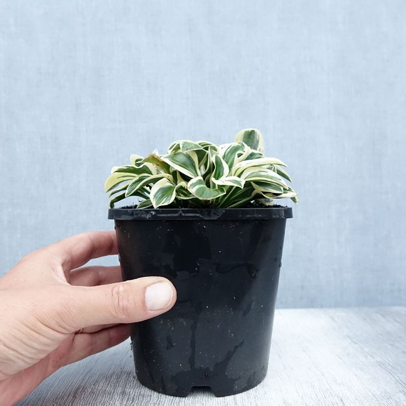 Spécimen de Hosta Mighty Mouse Pot de 1,5L/2L tel que livré en été