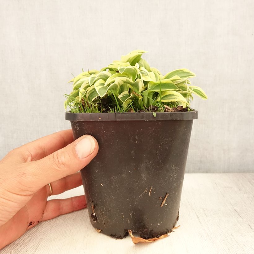 Spécimen de Hosta Mini Skirt Pot de 1,5L/2L tel que livré en été