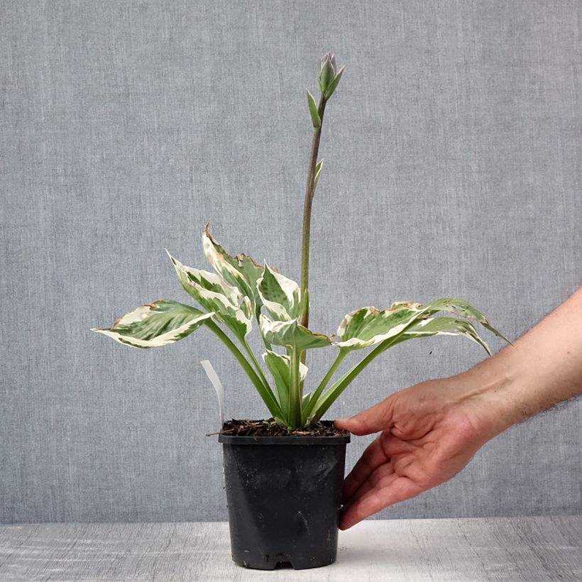 Spécimen de Hosta Minuteman Pot de 1,5L/2L tel que livré en été