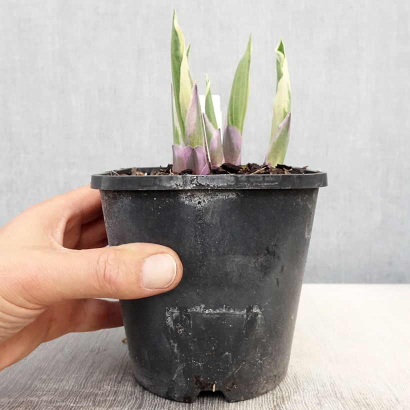 Spécimen de Hosta Minuteman en pot de 1,5L/2L tel que livré au printemps