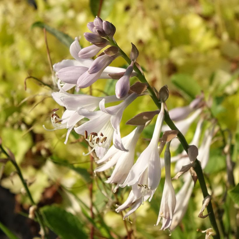 Hosta montana Yellow River (Floraison)